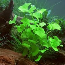 Image result for Seekanne