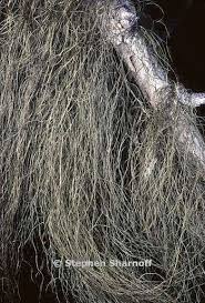 Attēlu rezultāti vaicājumam “Bryoria capillaris”