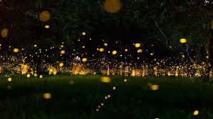 Image result for Fareham Fireflys Yc