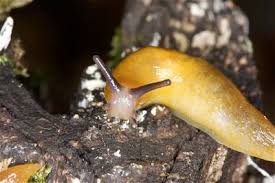 Attēlu rezultāti vaicājumam “Malacolimax tenellus”