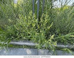 Attēlu rezultāti vaicājumam “Lepidium latifolium”