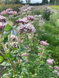 Attēlu rezultāti vaicājumam “Eupatorium cannabinum flower”
