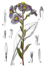 Image result for Aster amellus