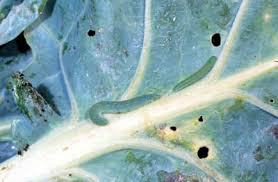 Attēlu rezultāti vaicājumam “Pieris rapae larva”