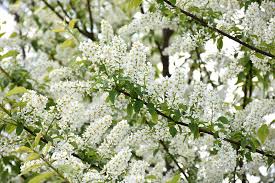 Attēlu rezultāti vaicājumam “Prunus padus var. roseiflora”