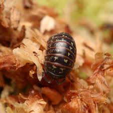Attēlu rezultāti vaicājumam “Armadillidium pulchellum”