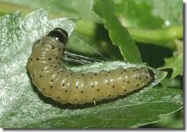 Attēlu rezultāti vaicājumam “Hedya nubiferana”