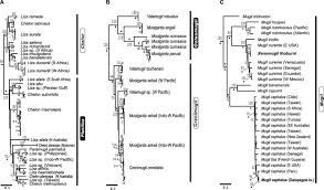 Image result for Chelon tricuspidens