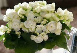 Image result for Бегония Элатиор 12х22 4601887072423