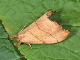 Attēlu rezultāti vaicājumam “Falcaria lacertinaria”