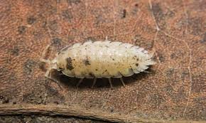 Attēlu rezultāti vaicājumam “Porcellio scaber”