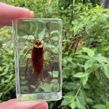 Image result for periplaneta americana