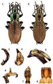 Attēlu rezultāti vaicājumam “Carabus arcensis”