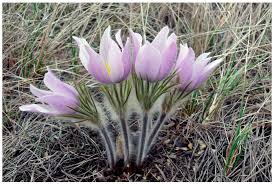 Attēlu rezultāti vaicājumam “Pulsatilla patens fruit”