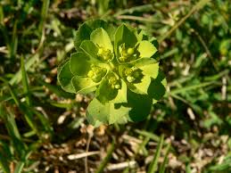 Attēlu rezultāti vaicājumam “Euphorbia helioscopia”