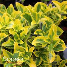 Attēlu rezultāti vaicājumam “Euonymus flower”