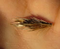 Attēlu rezultāti vaicājumam “Echinops sphaerocephalus leaf”