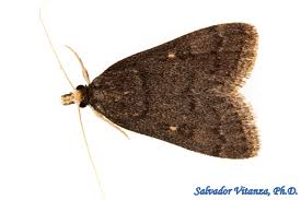 Attēlu rezultāti vaicājumam “Crambidae”