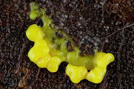 Attēlu rezultāti vaicājumam “Trichia ambigua macro”