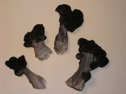 Attēlu rezultāti vaicājumam “Helvella lacunosa”