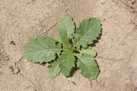 Attēlu rezultāti vaicājumam “Sinapis arvensis leaf”