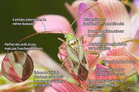 Attēlu rezultāti vaicājumam “Adelphocoris lineolatus imago”