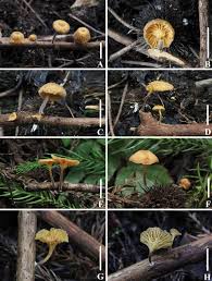 Attēlu rezultāti vaicājumam “Porotheleum fimbriatum”
