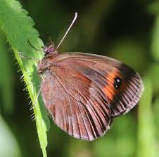 Attēlu rezultāti vaicājumam “Erebia aethiops”