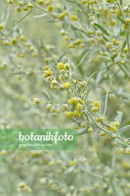 Attēlu rezultāti vaicājumam “Artemisia absinthium flower”