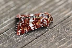 Attēlu rezultāti vaicājumam “Anarta myrtilli larva”