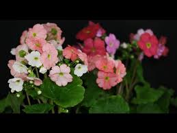 Image result for Primula obconica