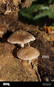 Attēlu rezultāti vaicājumam “Pluteus umbrosus”