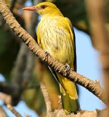 Attēlu rezultāti vaicājumam “Oriolus oriolus female”