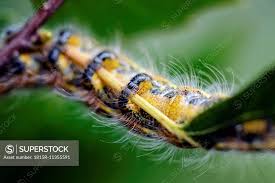 Attēlu rezultāti vaicājumam “Phalera bucephala”