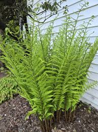 Attēlu rezultāti vaicājumam “Dryopteris”
