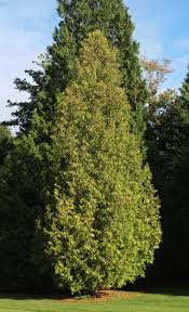 Attēlu rezultāti vaicājumam “Thuja occidentalis leaf”