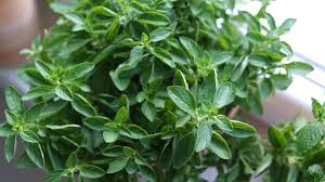 Image result for Oregano