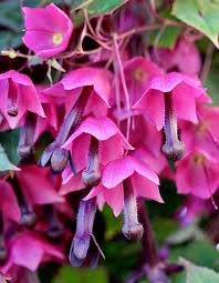 Image result for Rhodochiton atrosanguineum