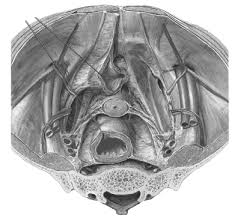 Image result for b%FD%E7ak anatomisi