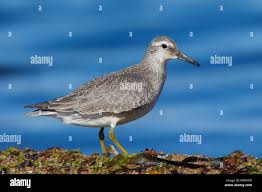 Attēlu rezultāti vaicājumam “Calidris canutus”