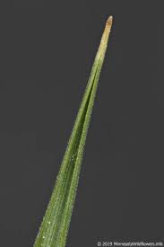 Attēlu rezultāti vaicājumam “Poa nemoralis fruit”