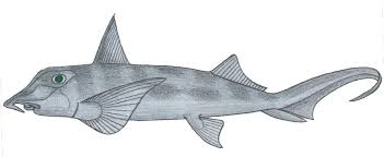 Image result for Callorhinchus capensis