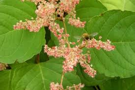 Attēlu rezultāti vaicājumam “Reynoutria japonica flower”