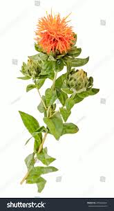 Image result for Carthamus tinctorius