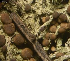 Attēlu rezultāti vaicājumam “Bilimbia tetramera”