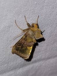 Attēlu rezultāti vaicājumam “Diachrysia tutti”