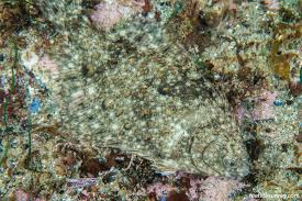 Image result for Pseudopleuronectes americanus