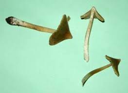 Attēlu rezultāti vaicājumam “Lycogala irregulare young”