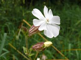 Attēlu rezultāti vaicājumam “Silene latifolia subsp. alba flower”