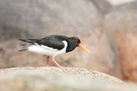 Attēlu rezultāti vaicājumam “Haematopus ostralegus adult”